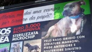 NOVA - L'APPELLO PER IL CANE DEA SUI MANIFESTI IN ZONA CINECITTA' ROMA
