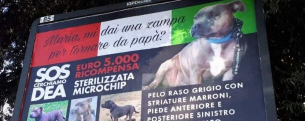 NOVA - L'APPELLO PER IL CANE DEA SUI MANIFESTI IN ZONA CINECITTA' ROMA