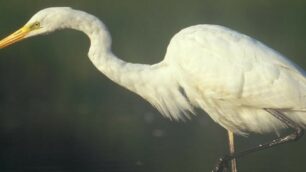 Un airone bianco (non quello avvistato al Parco)