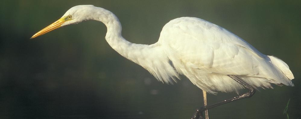 Un airone bianco (non quello avvistato al Parco)