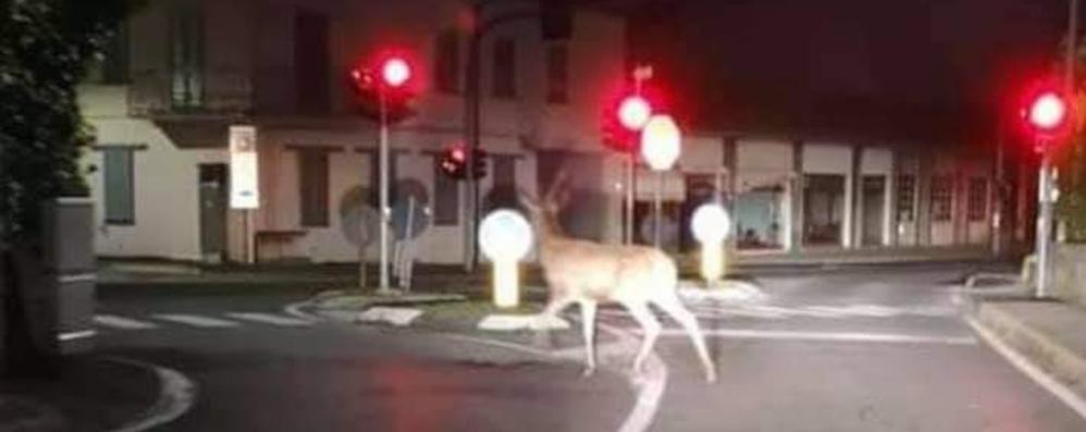 Il cerco che si aggira per Bernareggio