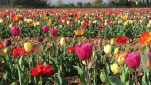 Un campo di tulipani