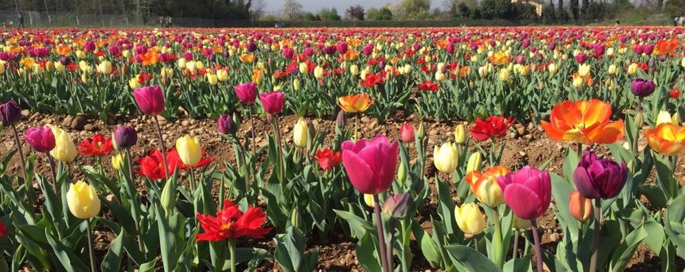 Un campo di tulipani
