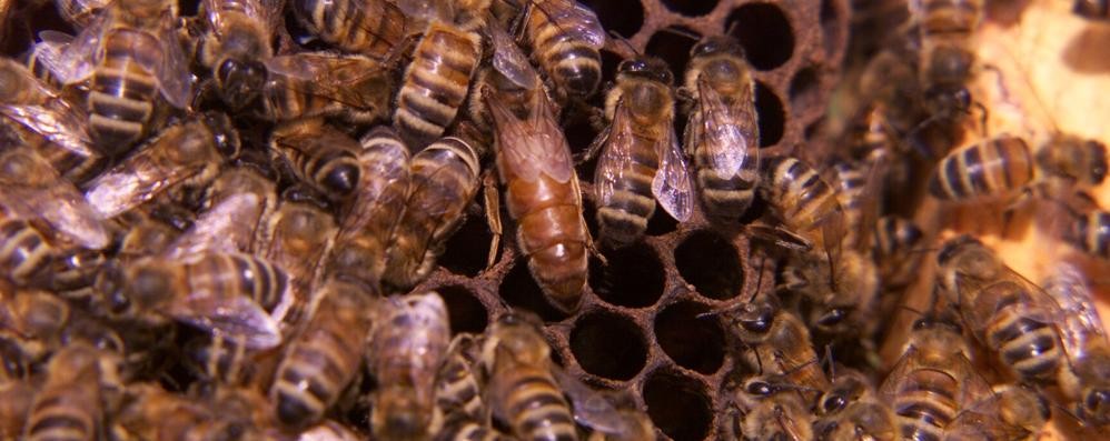 Le api hanno sofferto gli sbalzi climatici