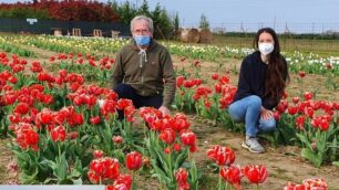 Cornate: tulipani Rocchetta