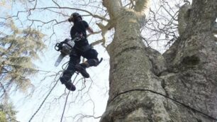 Monza Censimento alberi monumentali