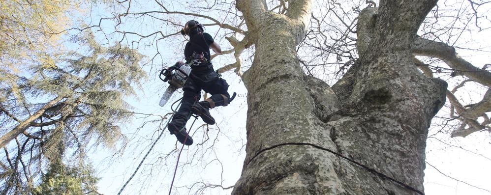 Monza Censimento alberi monumentali