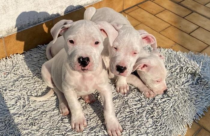 I dogo salvati