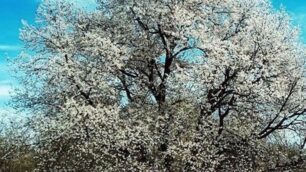 Il ciliegio in fiore