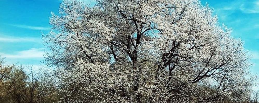 Il ciliegio in fiore