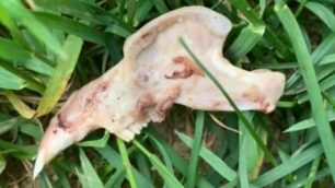 Ossa di pollo nel giardino di via Botticelli