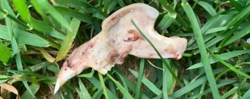 Ossa di pollo nel giardino di via Botticelli