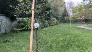 L’albero in ricordo di Fabio Propato