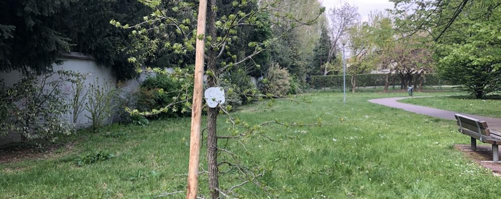 L’albero in ricordo di Fabio Propato