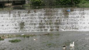 Il fiume Lambro all’altezza dell’oasi di Legambiente