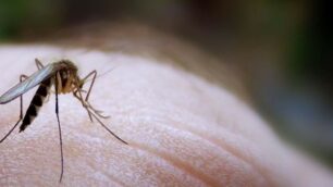 Una zanzara in azione