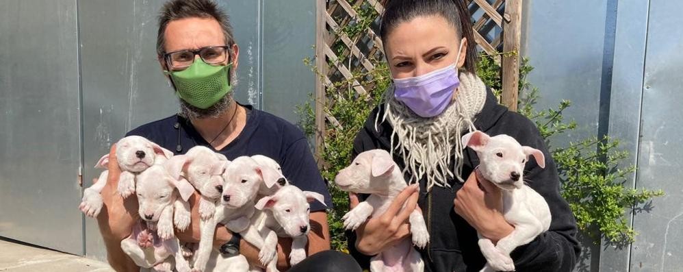 Seveso  cuccioli cane dogo chiusi in sacco spazzatura salvati da polizia locale e Enpa Mb lungo il fiume