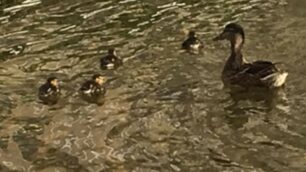 Una mamma germana e piccoli nel Parco di Monza