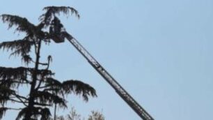 I vigili del fuoco in cima alla pianta