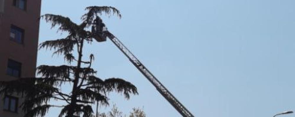 I vigili del fuoco in cima alla pianta