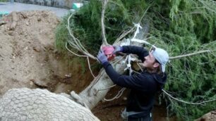 I lavori di messa a dimora della pianta