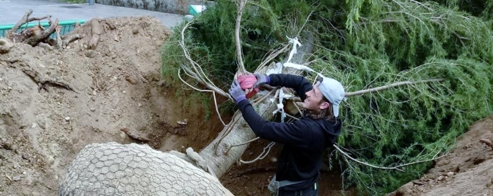 I lavori di messa a dimora della pianta