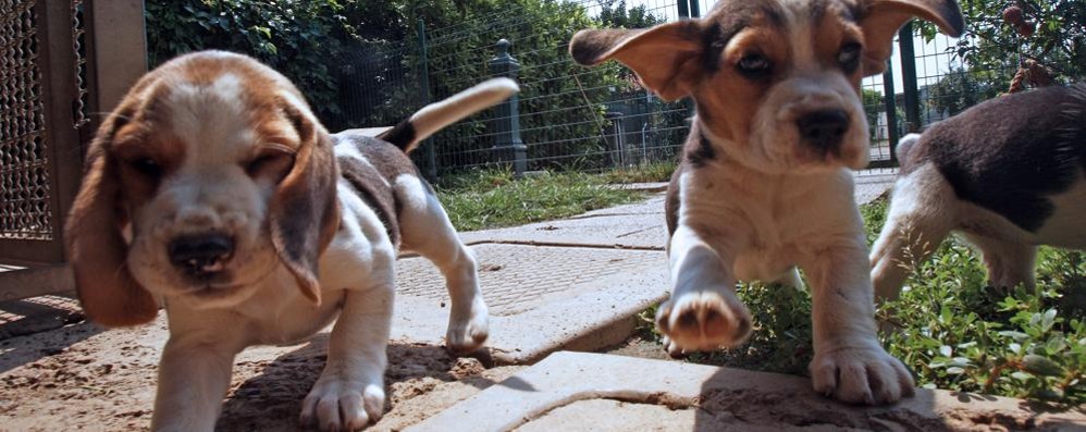 Cuccioli a spasso