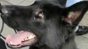 Il cane del Nucleo cinofili di Casatenovo che ha partecipato all’operazione di Arcore