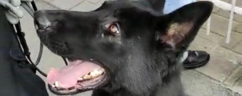 Il cane del Nucleo cinofili di Casatenovo che ha partecipato all’operazione di Arcore