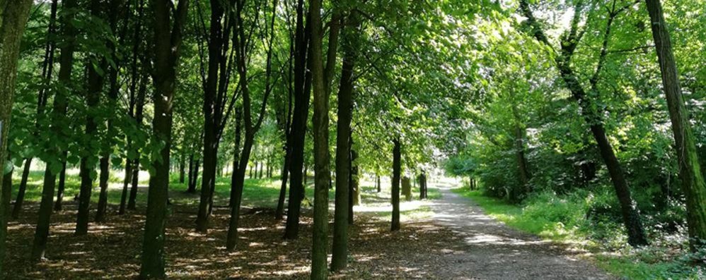 Il Bosco Urbano di Lissone