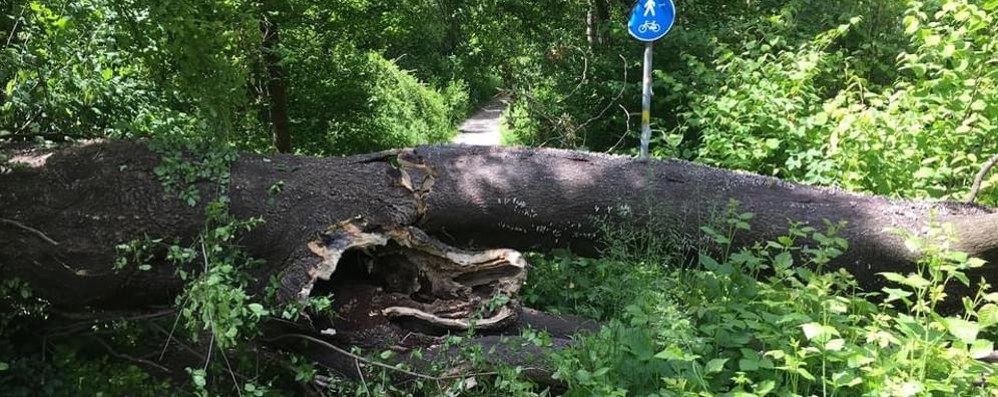 Il tronco sul sentiero