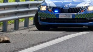 Il tasso investito in ss36 a Briosco. Sul posto la Polizia stradale.