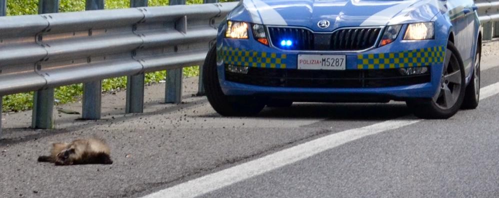 Il tasso investito in ss36 a Briosco. Sul posto la Polizia stradale.