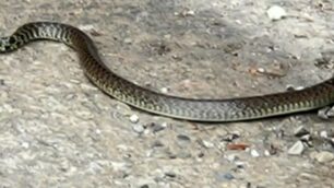Monza serpente cimitero polizia provinciale