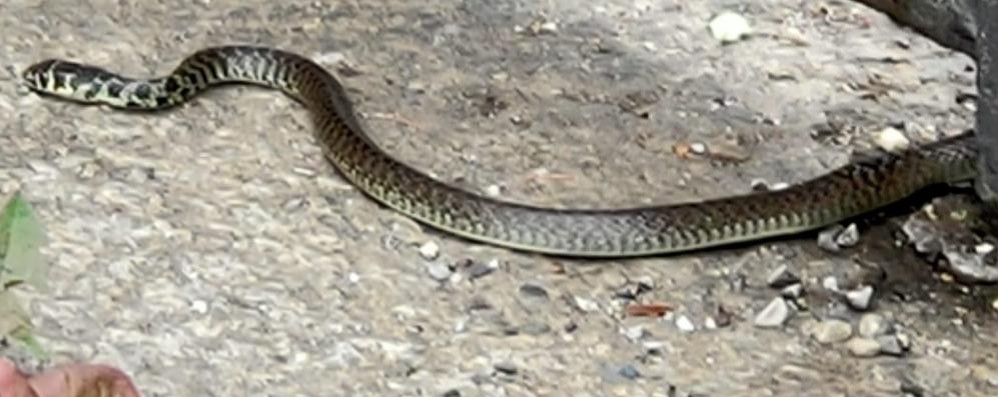 Monza serpente cimitero polizia provinciale