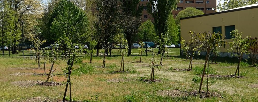 MONZA il parco commestibile con gli alberi da frutta in via pindemonte