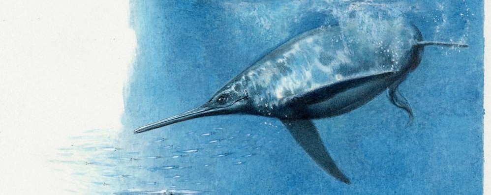 Ricostruzione artistica di Besanosaurus. A dispetto della somiglianza coi pesci, gli ittiosauri erano rettili. Si adattarono perfettamente a vivere in mare aperto trasformando in pinne le zampe dei loro antenati di terraferma; gli ittiosauri più evoluti svilupparono anche pinne dorsali e code a falce. Acquarello di Fabio Fogliazza modificato digitalmente da Gabriele Bindellini