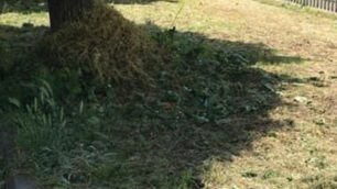 Lissone sfalcio erba in corso il Comune interviene con operatori x disservizi raccolta erba