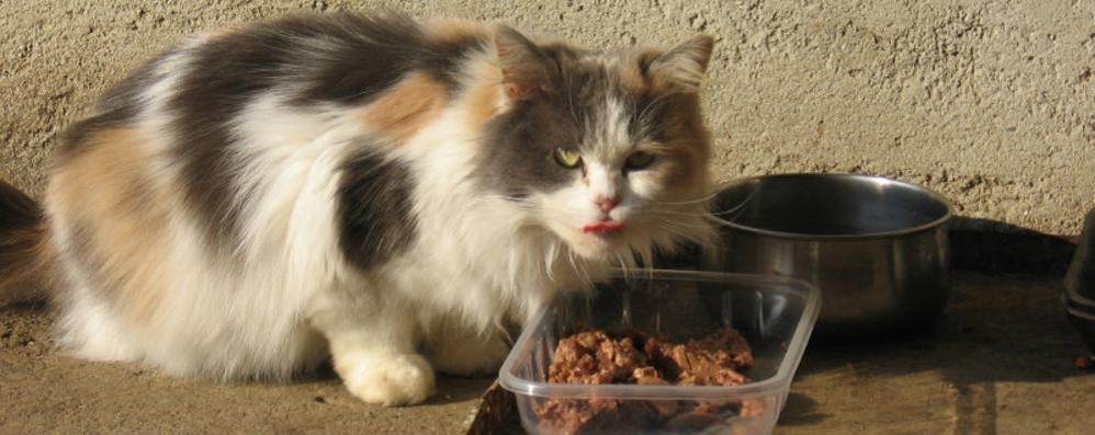 Colonie feline Albiate