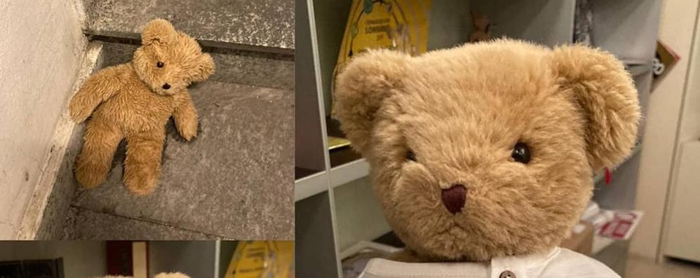 Seregno Little Bubu orsacchiotto raccolto dal sindaco e recuperato da Gelsia
