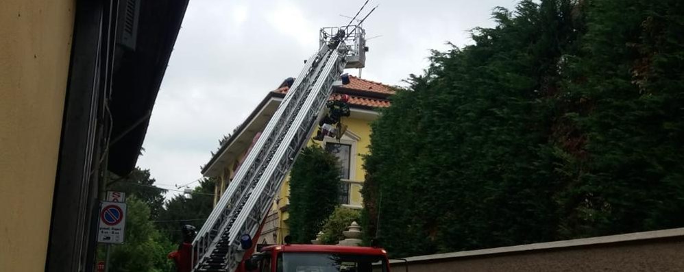 I vigili del fuoco salvano un gattino finito in cima ad un albero