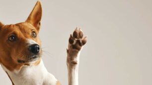 Rubrica A sei zampe cane cani pedigree - foto creata da bublikhaus - it.freepik.com