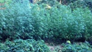 Una coltivazione di marijuana al Bosco delle querce di Seveso