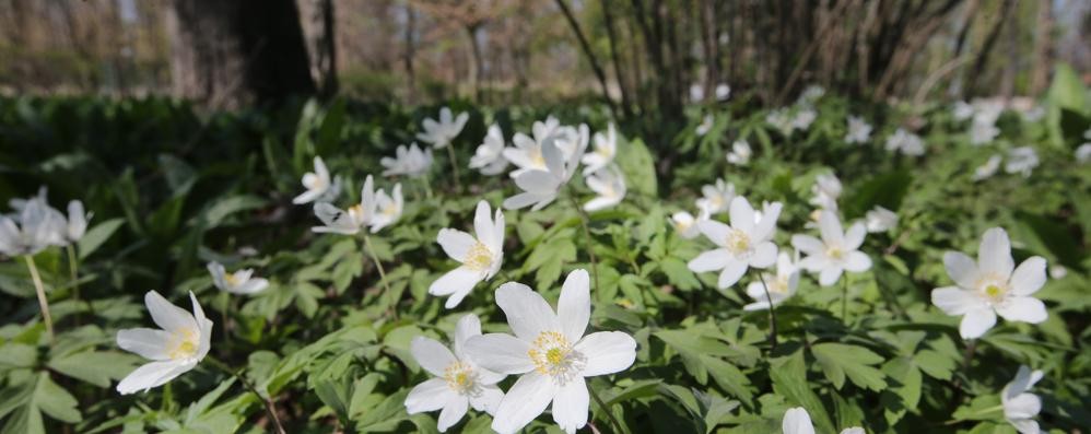 Monza Fioritura parco Anemone bianco