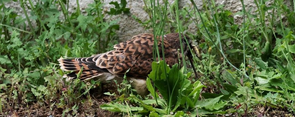 Gheppi nel parco di Albiate