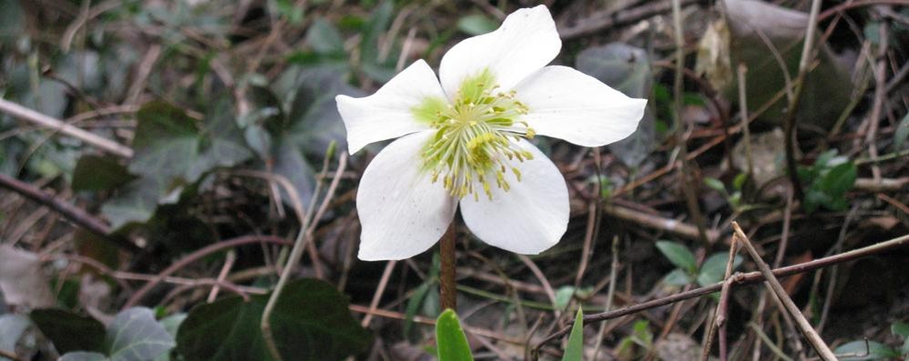 Un’estate tra la natura ad Albiate