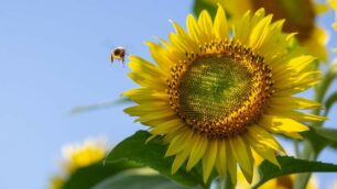 Girasoli e ape - credito Wirestock