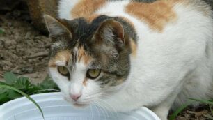 Gatti in vacanza, ecco come comportarsi