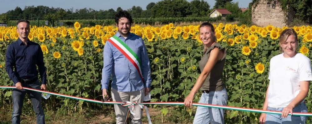 Ornago: labirinto girasoli - foto Shirin/Marco Passoni