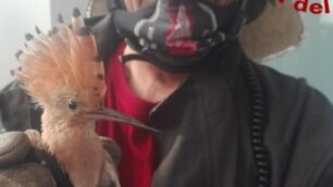 Recupero upupa (foto Vigili del fuoco)